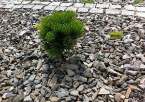 Dekoratyvinė skalda Grey slate Vilniuje, Kaune