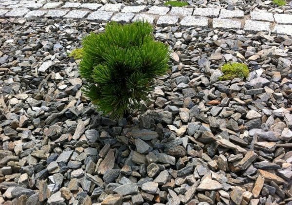Dekoratyvinė skalda Grey slate Vilniuje, Kaune