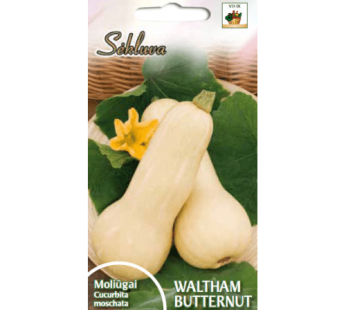 Muskusiniai moliūgai Waltham butternut
